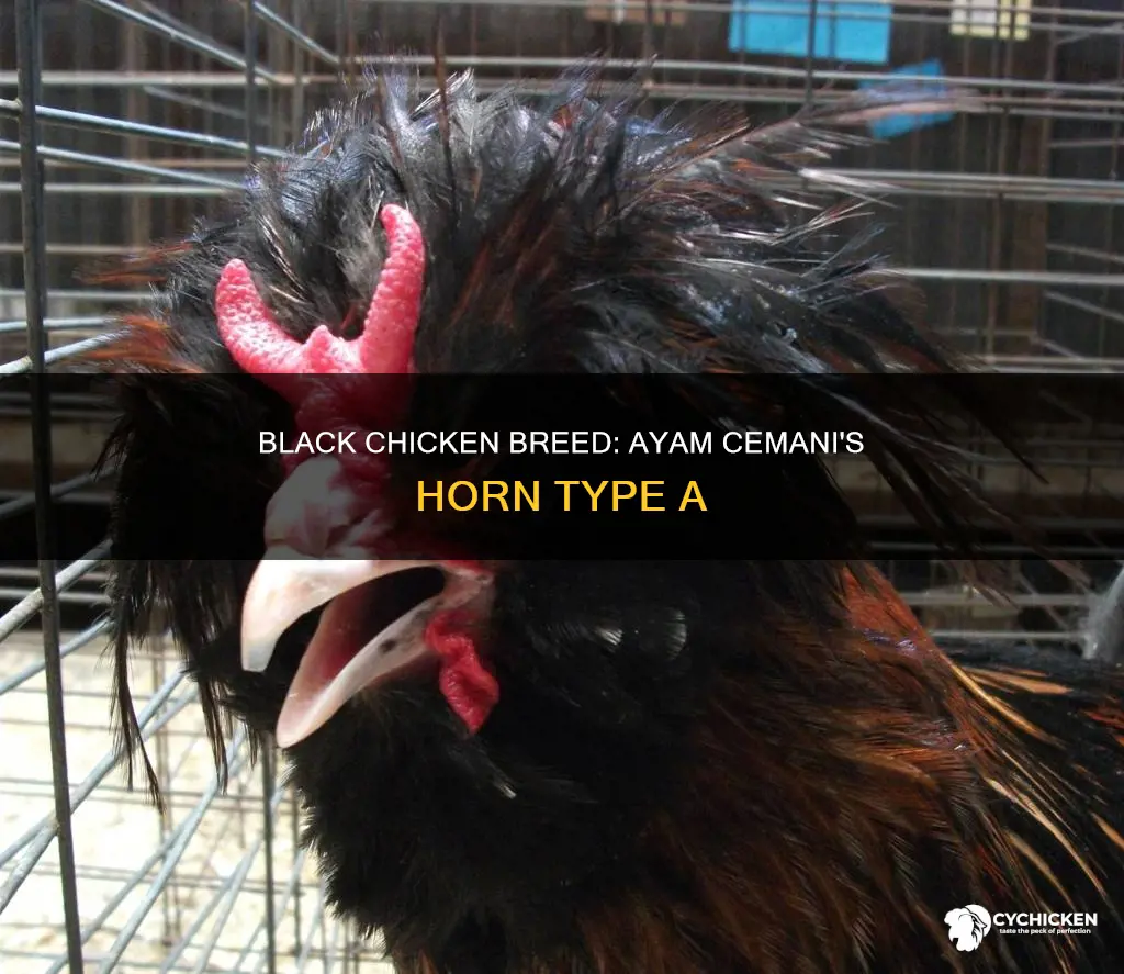 what is black chicken ayam cemani horns type a