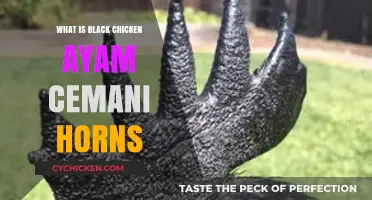 Unveiling the Mystery of Black Chicken Ayam Cemani's Unique Horns