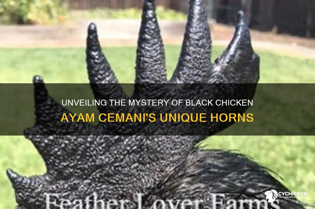 what is black chicken ayam cemani horns