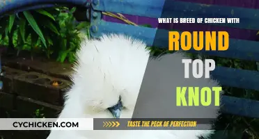 Round-Topped Roosters: What Breed is This?