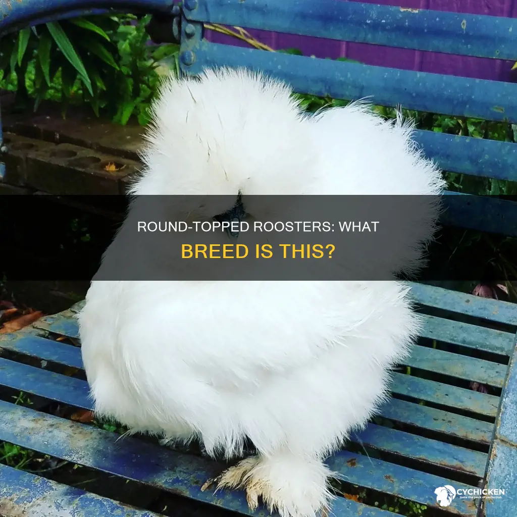 what is breed of chicken with round top knot