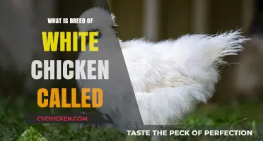 Discovering the Popular White Chicken Breed: A Comprehensive Guide