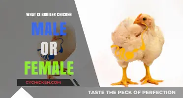 Broiler Chicken Gender: Understanding the Male or Female Debate