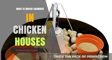 Understanding the Role of Brood Chambers in Chicken Houses