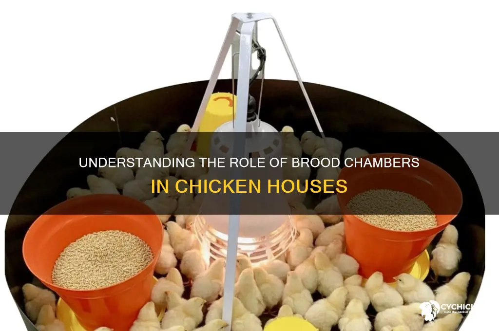 what is brood chamber in chicken houses