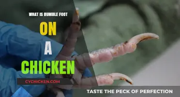 Understanding Bumble Foot in Chickens: Causes, Symptoms, and Treatment