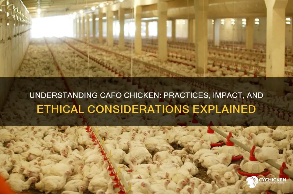what is c a f o chicken