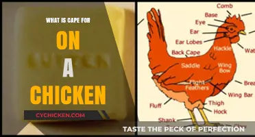 Understanding the Purpose of a Chicken's Cape: Anatomy and Function Explained