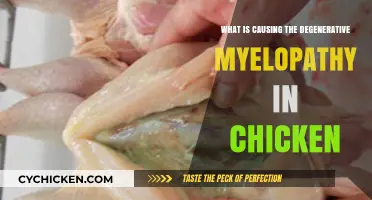 Unraveling the Mystery: Causes of Degenerative Myelopathy in Chickens