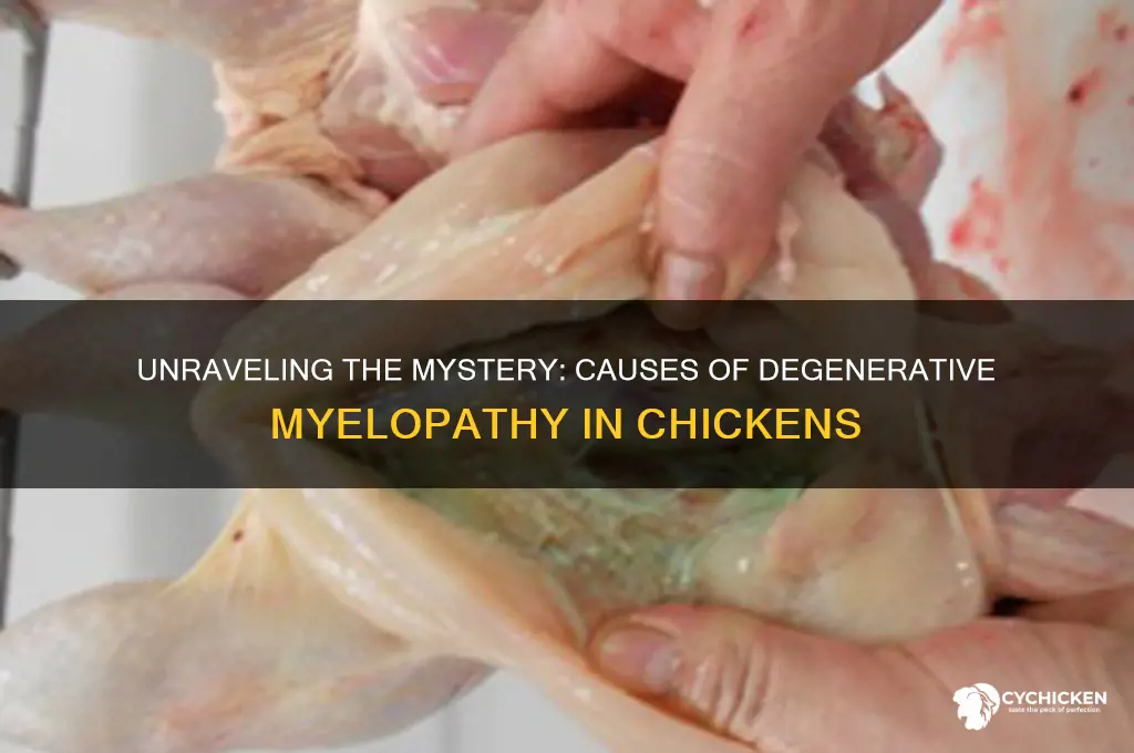 what is causing the degenerative myelopathy in chicken