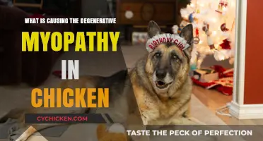 Unraveling the Mystery: Causes of Degenerative Myopathy in Chickens