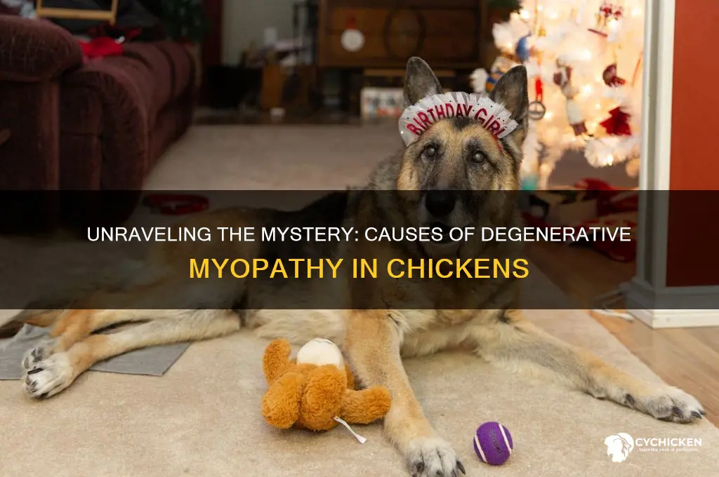 what is causing the degenerative myopathy in chicken