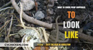 Understanding Healthy Chick Poop: Color, Consistency, and What’s Normal