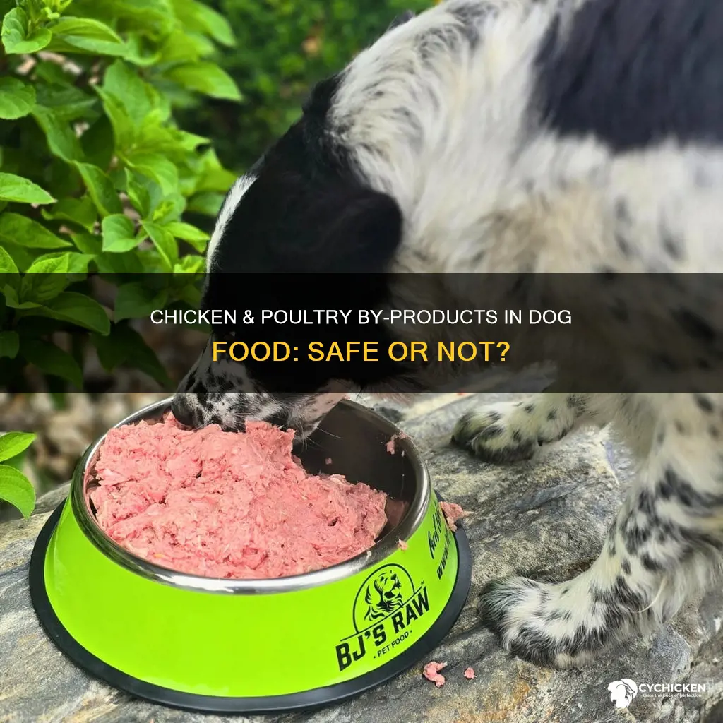 what is chicken & poultry by products in dog food