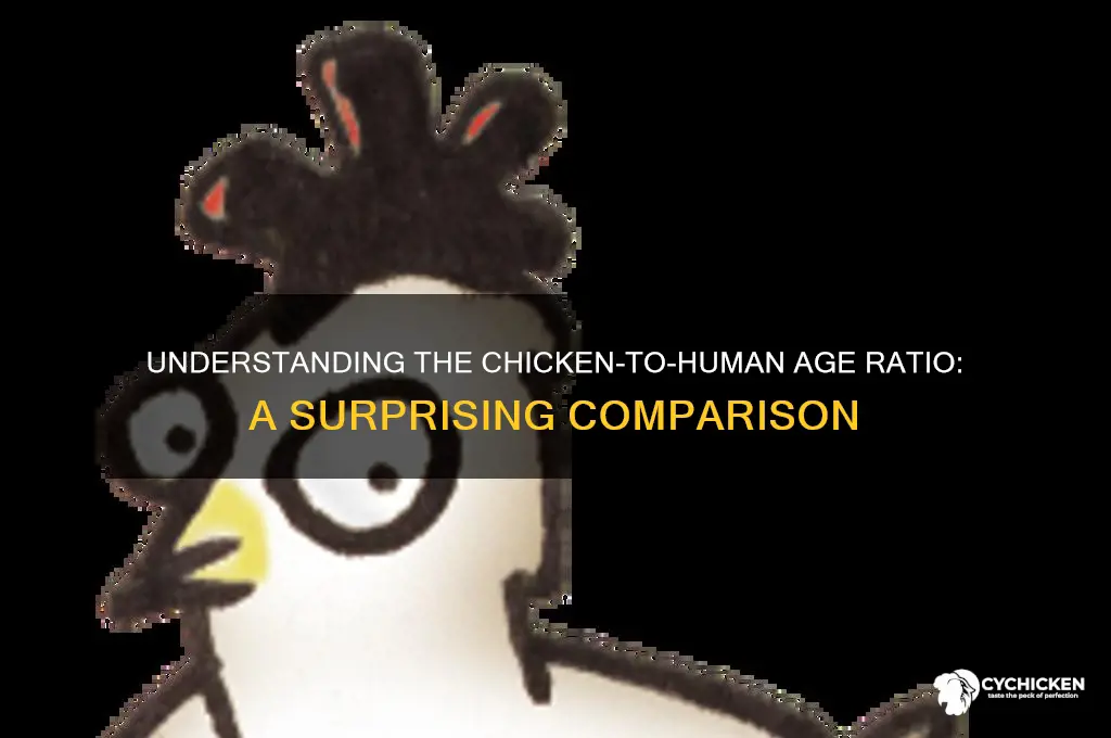 what is chicken age to human ratio