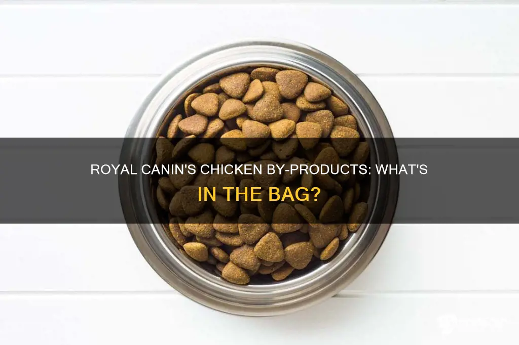 what is chicken by product in royal canin cat food