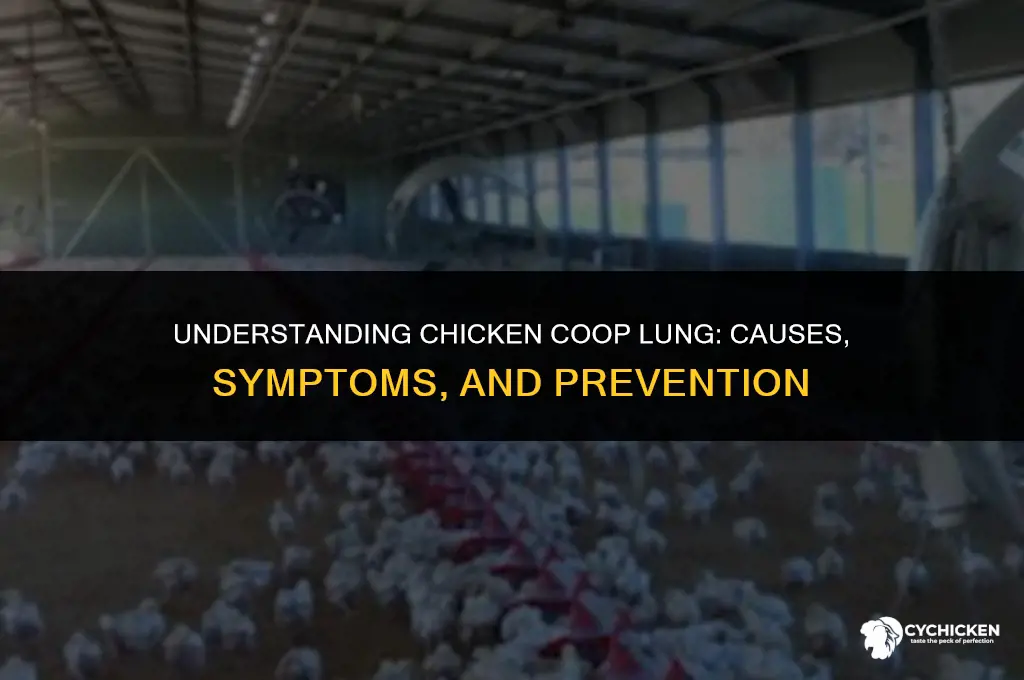what is chicken coop lung