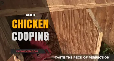 Understanding Chicken Cooping: A Beginner's Guide to Happy Hens
