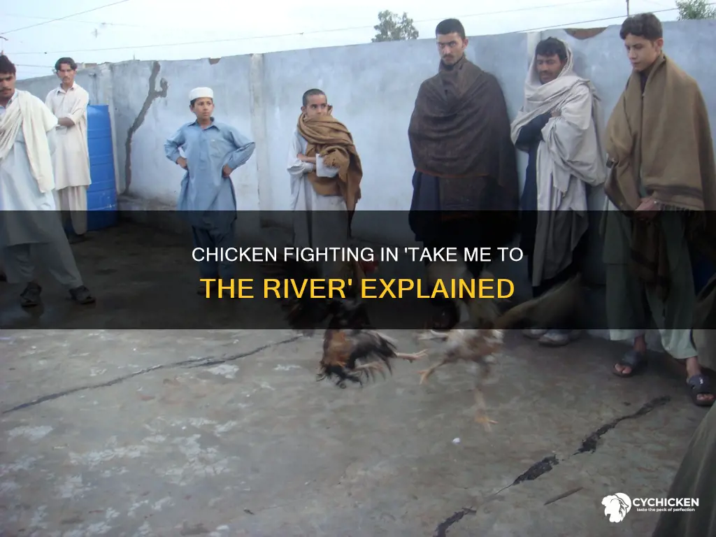 what is chicken fighting in take me to the river