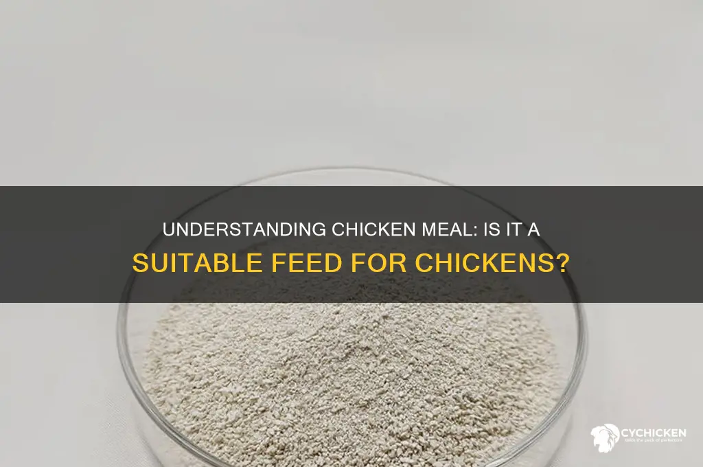 what is chicken meal fed to chickens