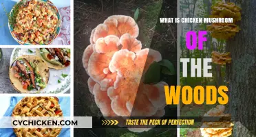 Discovering Chicken of the Woods: A Unique Forest Mushroom Guide
