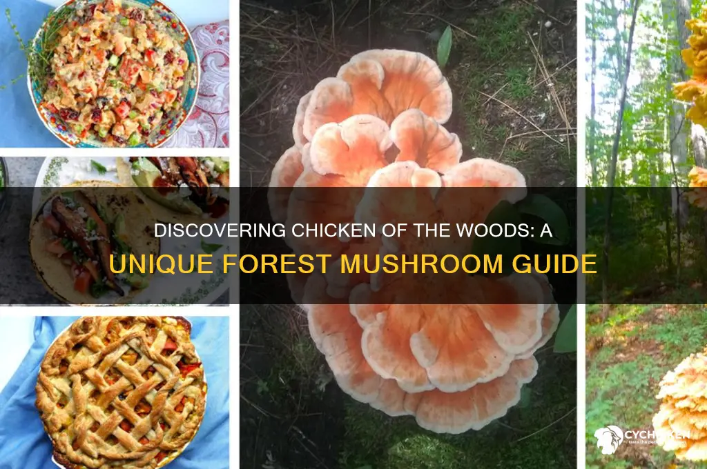 what is chicken mushroom of the woods
