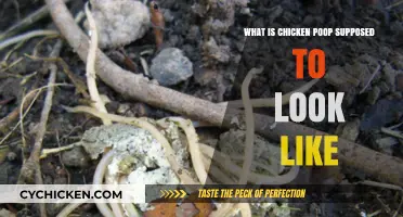 Understanding Healthy Chicken Poop: What to Look For in Droppings
