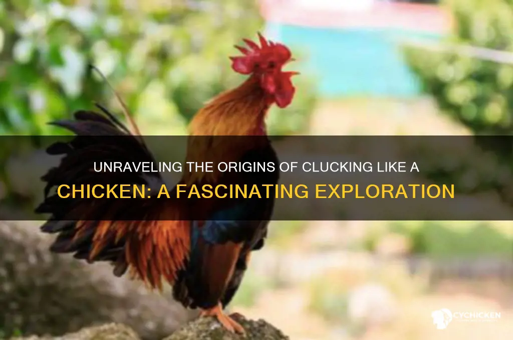 what is cluck like a chicken from