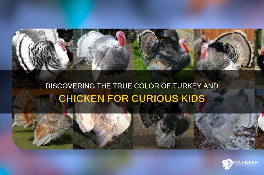 what is color of turkey chicken for kids