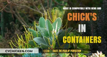 Companion Planting with Hens and Chicks in Containers