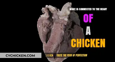 The Chicken Heart: What's Connected and Why?