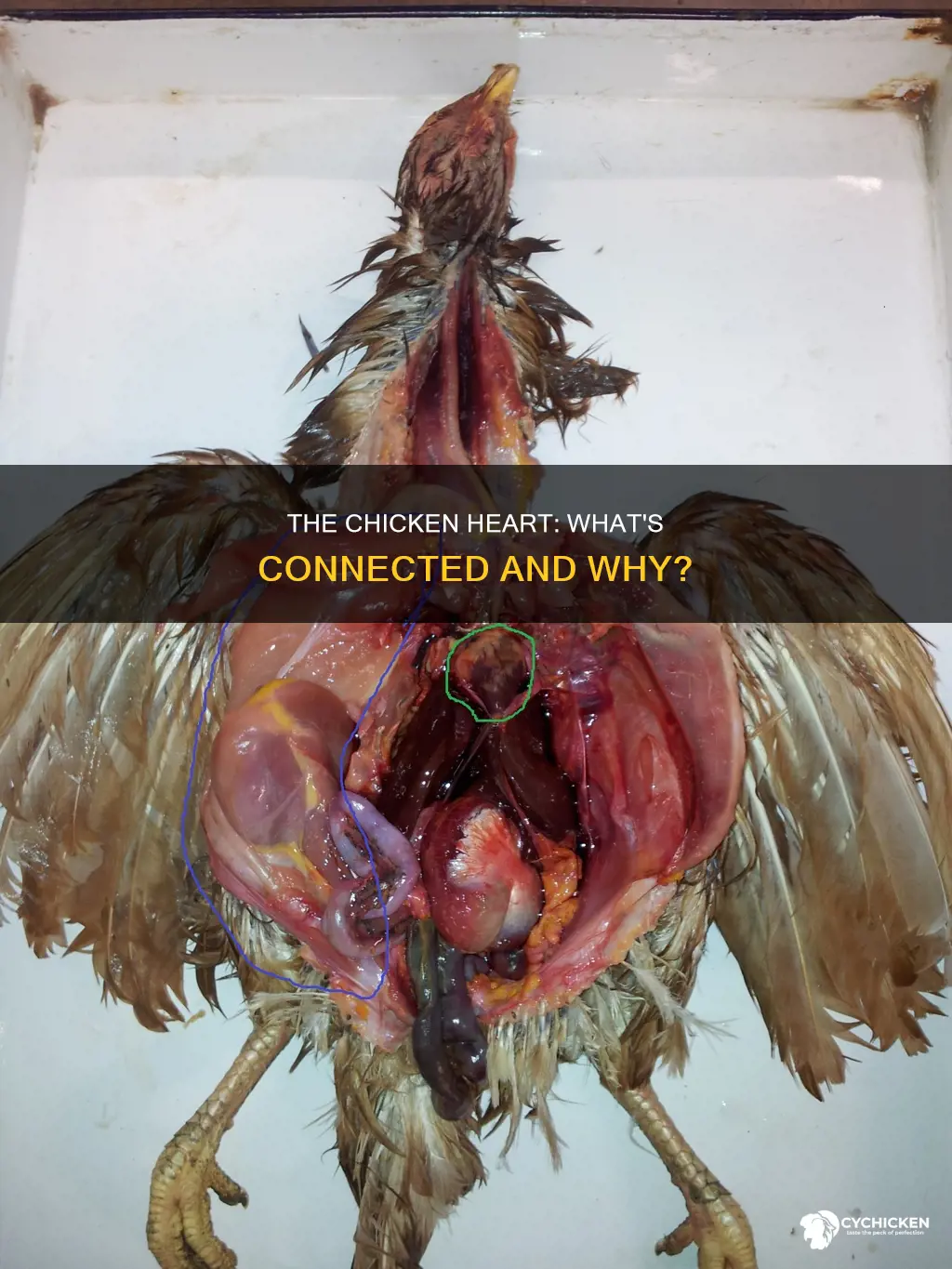 what is connected to the heart of a chicken
