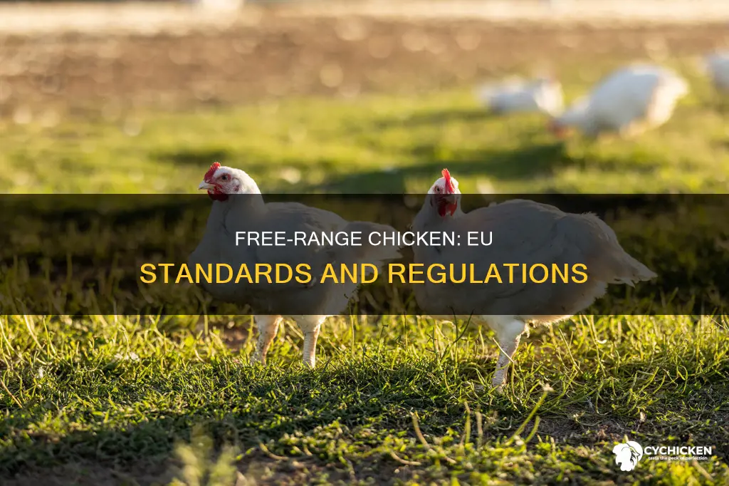 what is considered free range chicken in european union