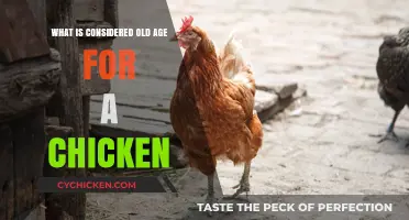 Understanding Chicken Lifespan: When Does Old Age Begin for Poultry?