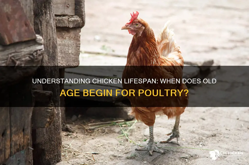 what is considered old age for a chicken