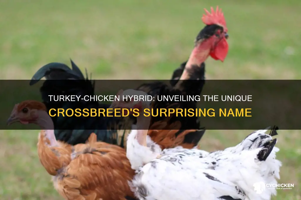 what is cross between turkey and chicken called