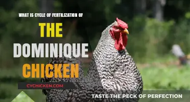 Fertilization Cycle of Dominique Chickens Explained