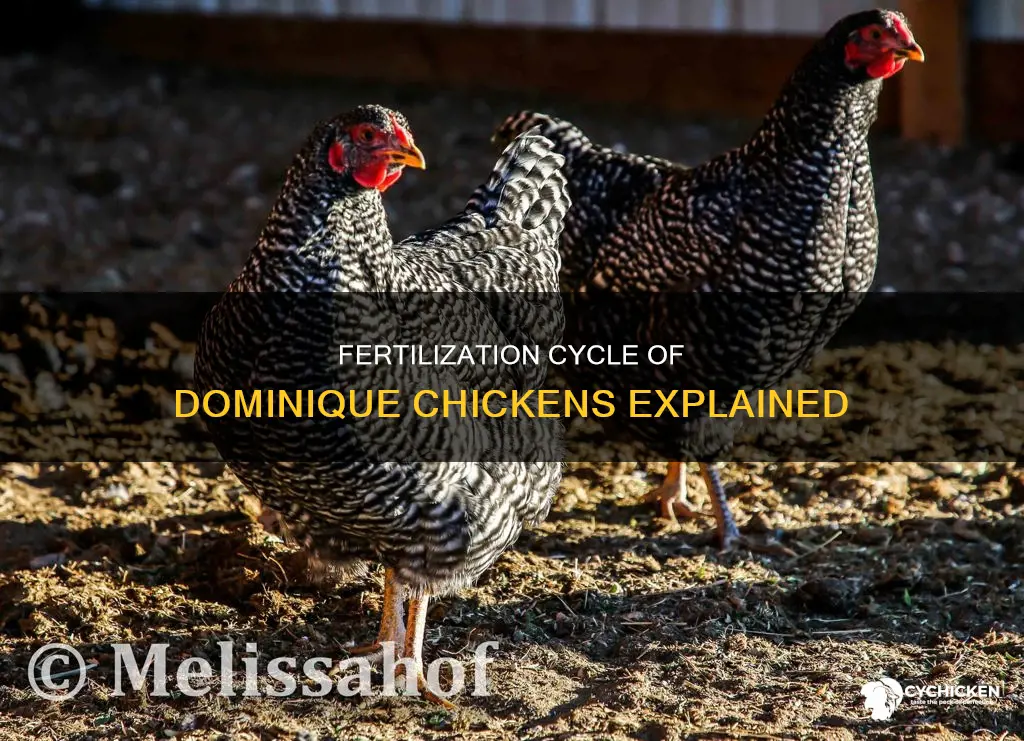 what is cycle of fertilization of the dominique chicken