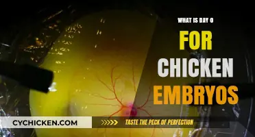 Understanding Chicken Embryo Development: The Crucial Day 0 Explained