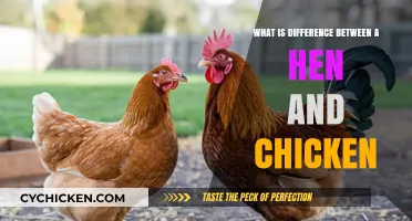 Hen vs. Chicken: Understanding the Key Differences Explained Simply