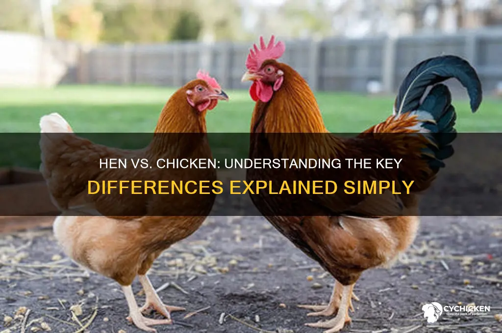 what is difference between a hen and chicken