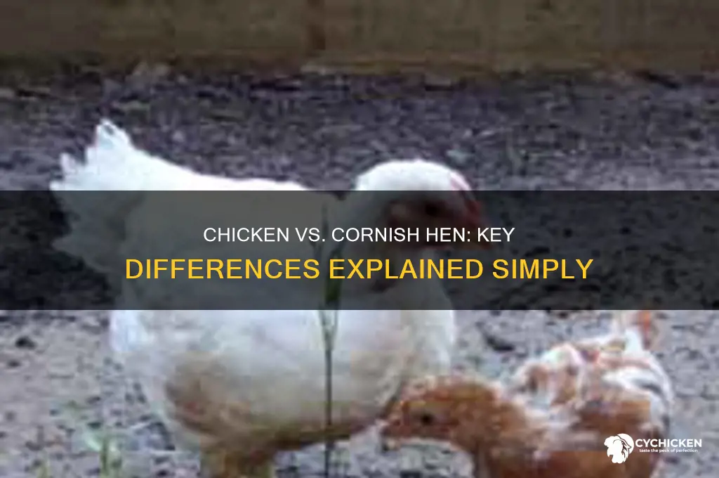 what is difference between chicken and cornish hen