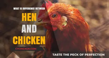 Hen vs. Chicken: Understanding the Key Differences and Similarities