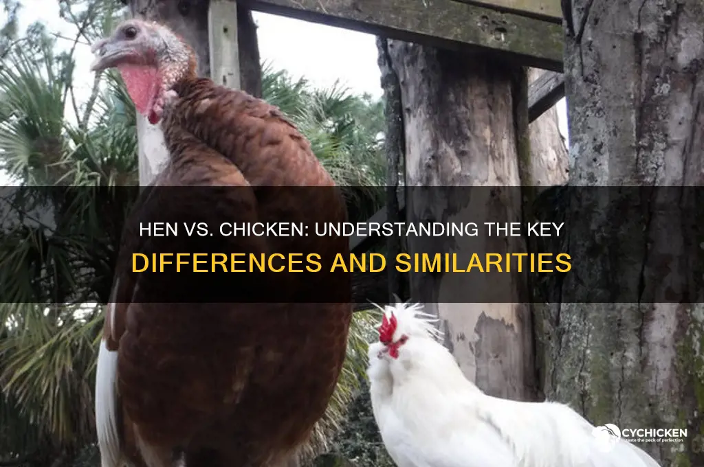 what is difference between hen and chicken