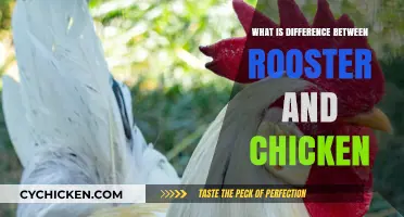 Rooster vs. Chicken: Understanding the Key Differences Explained