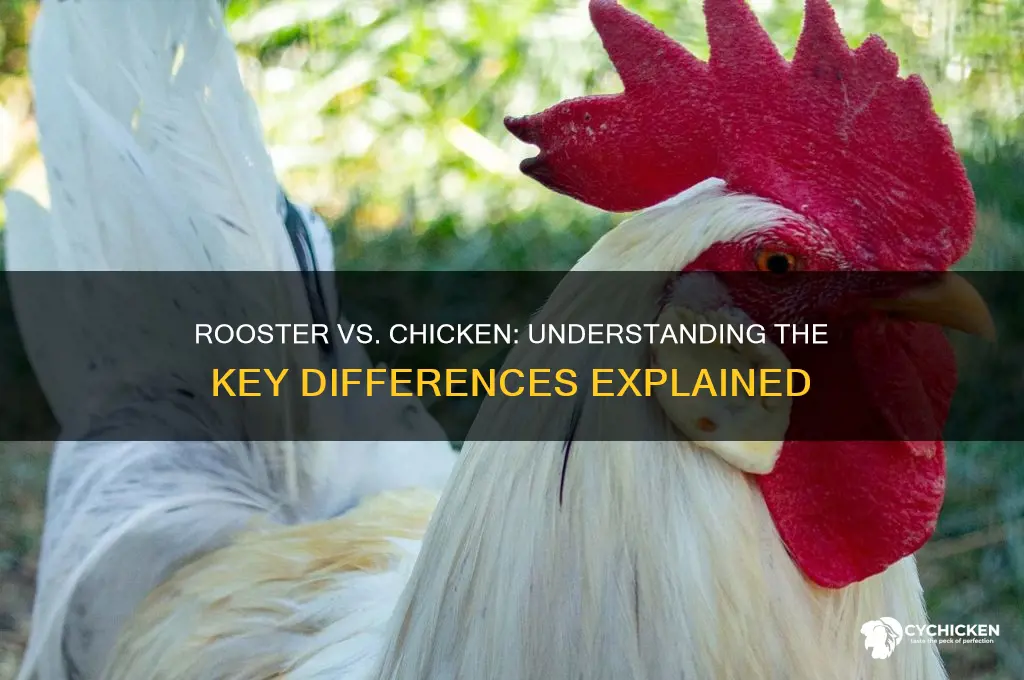 what is difference between rooster and chicken