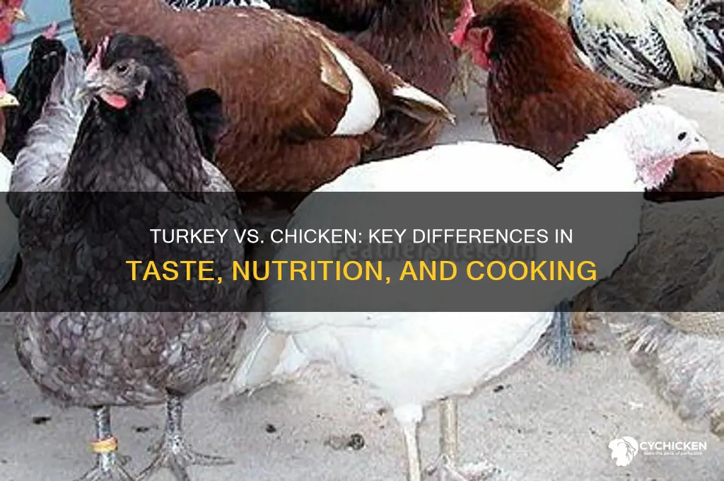 what is difference between turkey and chicken meat