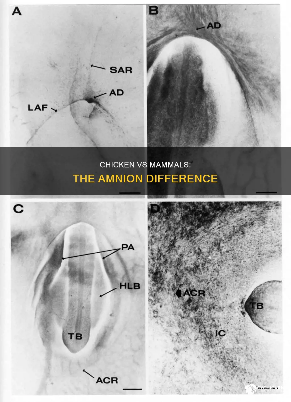 what is difference in amnion between chicken and mammals
