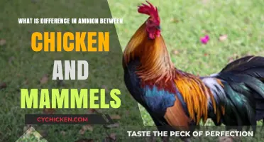 Chicken Amnion: Unique or Similar to Mammals?