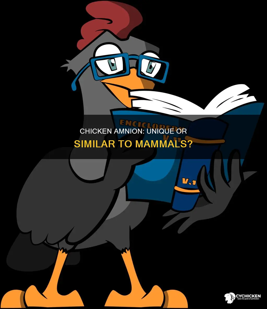 what is difference in amnion between chicken and mammels